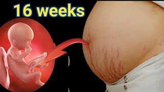 16 weeks pregnancybaby devlopment week by week16 weeks pregnantbaby pregnancy [upl. by Lumbard]