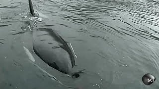 Orca Imitates Boat Noise  Outrageous Acts of Science [upl. by Adnuhsat]