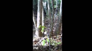 Theres a Heron on my trail cam short wildlife [upl. by Stier835]