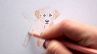 Labrador Welpen zeichnen lernen  Hunde malen  how to draw a Puppy dog  Как Нарисовать собаку [upl. by Enier886]