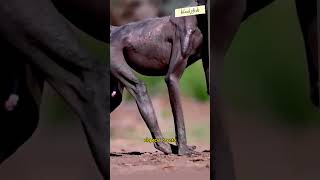 Why is This Baboon Losing its Fur shorts animals baboon [upl. by Limoli]