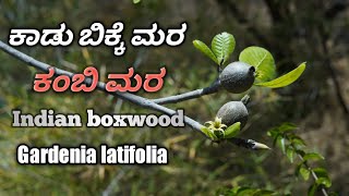 ಕಾಡು ಬಿಕ್ಕೆ ಮರ Indian boxwood [upl. by Fihsak]