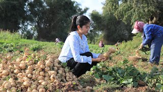 Have You Ever Seen These Roots   Deep Fried Wonton Recipe  Prepare By Countryside Life TV [upl. by Towny255]