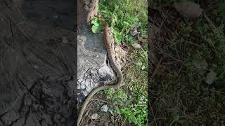 Coachwhip snake snake wildlife outdoors nature reptiles [upl. by Noelopan831]