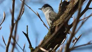 Every British Warbler calling  ordered by genus [upl. by Eeraj]