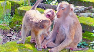 Watch monkey Libby reaction while Rainbow goes grabbing bro Leo [upl. by Kiley282]