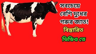 Holstein friesian cow‌সবচেয়ে বেশি দুধের গরুর জাত। [upl. by Avahc627]