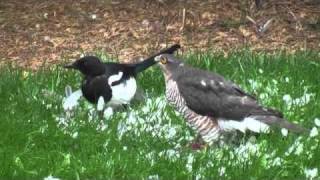 Sparrowhawk and magpie [upl. by Loy]