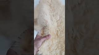 Sheepskin Rug Shearling Leather Hide  Natural Curly Lambskin with Wool [upl. by Kavanaugh]