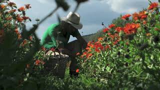 Calendula seeds harvest at Borgo Santo Pietro [upl. by Nitsyrk]