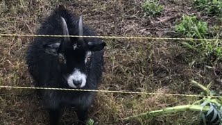 Let’s Put These Pygmy Goats to Work [upl. by Ahsilra]