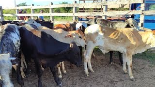 feira de gado em SaloáPe 13324 nordeste agro nelore arroba sindi guzerá [upl. by Dustan]