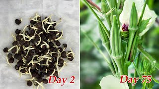 How to grow okra at home  Growing okra from seeds [upl. by Anerual]