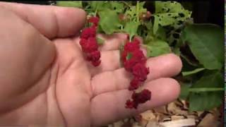 ⟹ Strawberry Spinach Chenopodium capitatum 🍒 NOT TO SWEET strawberry [upl. by Haley]