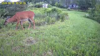 Deer canoodling by the pond [upl. by Otrevire]