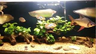 South American Arowana Tank [upl. by Bordie]