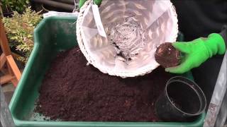 Planting Begonia Corms [upl. by Ainocal485]