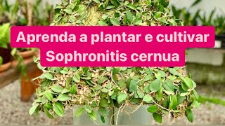 SOPHRONITIS CERNUA  CULTIVO [upl. by Nyleuqaj]