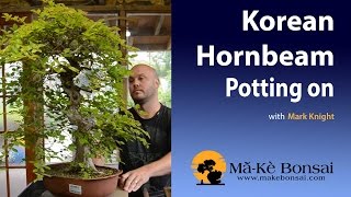 42 How to Repot a Korean Hornbeam Bonsai Demonstrator Mark Knight [upl. by Jodie449]