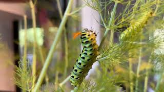 Papilio caterpillar defense [upl. by Per60]