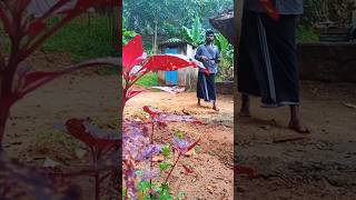 സ്യൂഡോമോണസ് സംരക്ഷണം shortsfeed shortvideo youtubeshorts [upl. by Ainecey599]