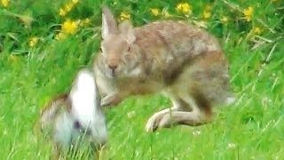 2 Rabbits Running Jumping and Playing Around [upl. by Lesirg]