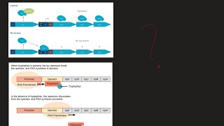 What is Lac Operon and Trp Operon What are the difference MCAT Biochemistry [upl. by Adnylam]