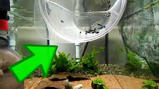 How to Acclimate Shrimp The Safest Method for a Smooth Transition [upl. by Naawaj]