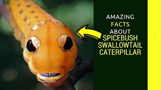 Spicebush swallowtail caterpillar facts Swallowtail caterpillar sting and life cycle [upl. by Nosiaj]