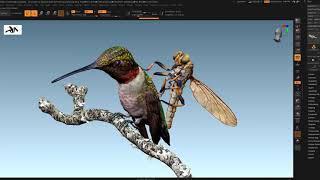 Giant GreenEyed Robber Fly Versus the RubyThroated Hummingbird [upl. by Emeline]