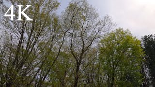 4K リラックス用 鳥のさえずりと森の風景  For Relaxing Japanese forest landscape bird sounds [upl. by Gregorius]