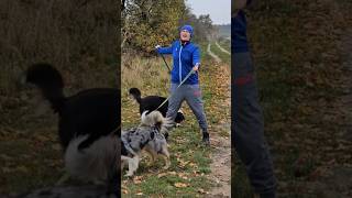 💥🐶Die Lösung zur schnellen Leinenführigkeit bei deinem Hund ➡️ nur eine Übung ✅ hundetraining [upl. by Zel929]