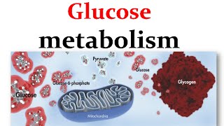 Overview of glucose metabolism [upl. by Mairem]