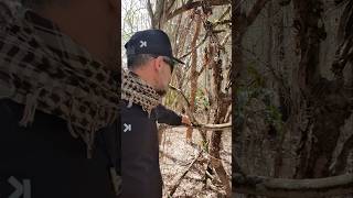 Olha o que eu encontrei nessa mata preservada de Caatinga 😱 caatinga sertão [upl. by Arotak]