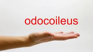 How to Pronounce odocoileus  American English [upl. by Ynnub]