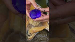 😱😱Giant mussels precious purple pearls and gemstones [upl. by Jandy]