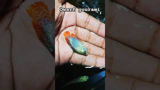 Dwarf gourami gurami fish aquriumfans fishaquarium fishing trending shorts viralvideo [upl. by Gabbey893]