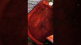 Mahogany ki kheti  African mahogany plant chahiye nature mahogany shortvideo farming [upl. by Aillicec321]