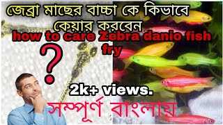 কি করে আমরা জেব্রা মাছের বাচ্চাকে পালন করব। how to care Zebra danio fish fry [upl. by Buderus924]