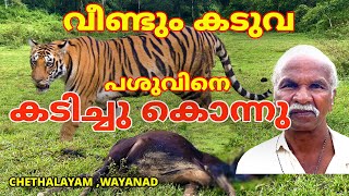 വീണ്ടും കടുവ പശുവിനെ കടിച്ചു കൊന്നു tiger forest wayanad elephant wildanimals wildlife [upl. by Rudwik]