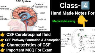 CSF Cerebrospinal fluid 💦 Nerve system formation and absorption of csf [upl. by Yetnruoc]