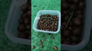 How amazing to grow orchids propagate plant fast and easy 2517 [upl. by Yblok873]