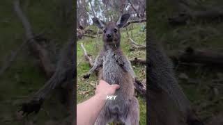 The FUNNIEST Kangaroo Encounter EVER [upl. by Eivol]