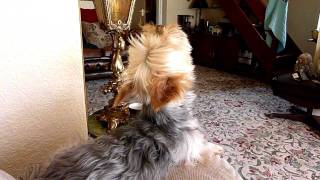 Howling Yorkshire Terrier [upl. by Wendy20]