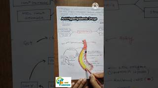 Anti Hyperlipidemic drugs how they works how they show their mechanism of action aapalpharmacy [upl. by Ardnalac480]