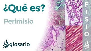 PERIMISIO  Qué es significado ubicación histología y función [upl. by Atinnor925]