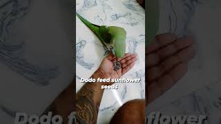 alexandrine parrot self feedalexandrine parrots alexandrineparrot parrotsofinstagram birds [upl. by Yendor]