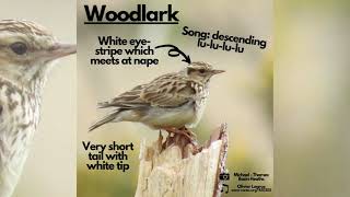 Spotlight on woodlark [upl. by Eatnuhs817]