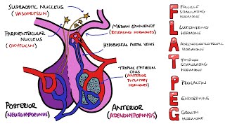 Anterior v Posterior Pituitary Gland  PLUS Anterior Pituitary Hormones Mnemonic FLAT PEG [upl. by Joanne]