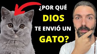 Descubre la ESPIRITUALIDAD de los Gatos ¿Por qué los gatos llegan a tu vida La misión de un gato [upl. by Trygve]